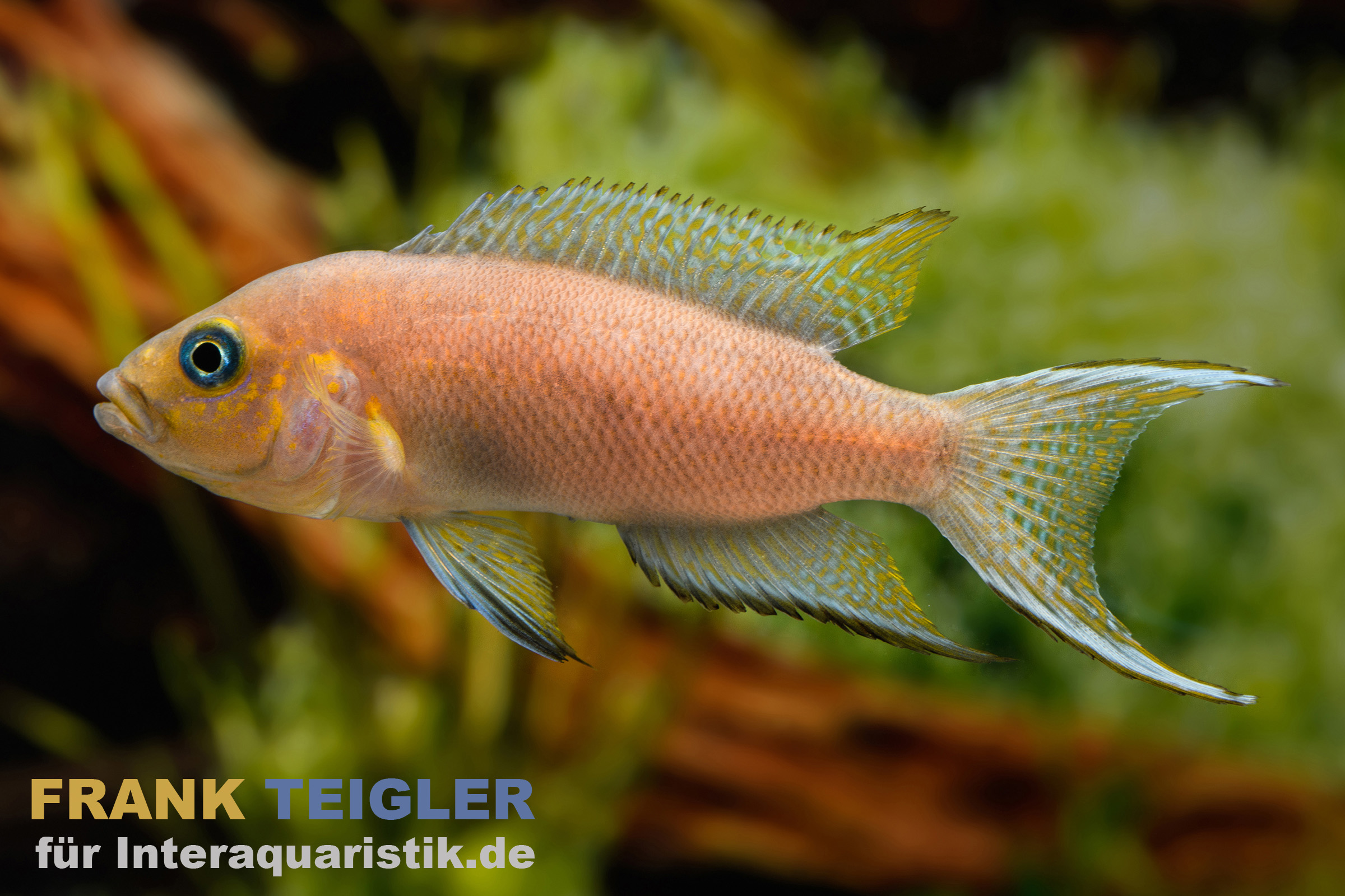 Bunter Aquarienfisch - Seitenansicht Seitenansicht bunter Aquarienfisch